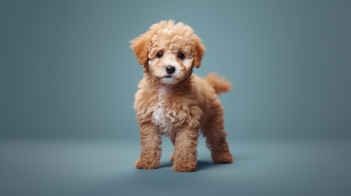 Poodle Puppy For Sale - Lone Star Pups Poodle Puppy For Sale - Lone Star Pups